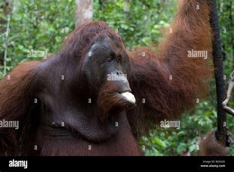 Male Orangutan Pongo Pygmaeus Eating Bananas In Tanjung Puting Np