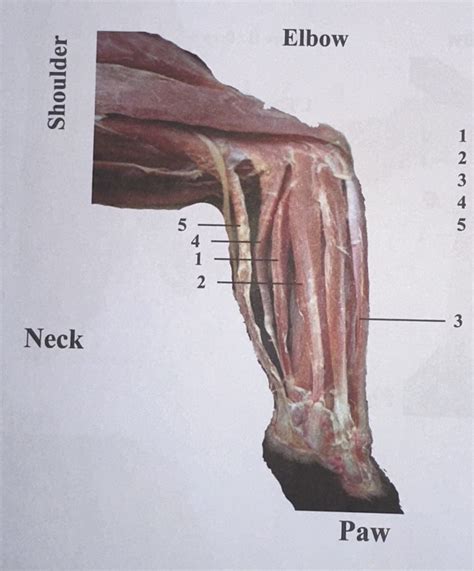 cat paw Diagram | Quizlet