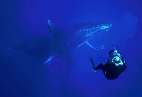 Underwater Cinematography Immersion Program – oceanimaging.com