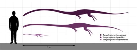 File Tanystropheus Size Comparison Svg Wikimedia Commons