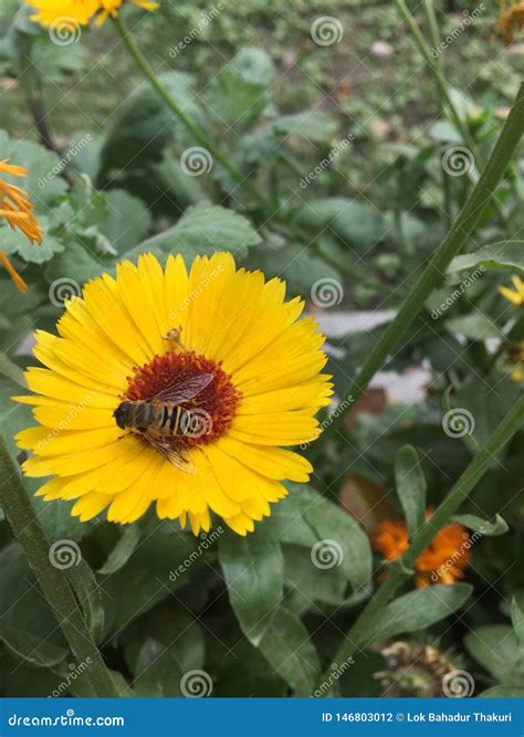 Natur Yello Blume Und Biene Nepal Rosa Blume Der Frucht Im Garten Und