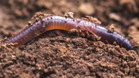 Why Robotic Worms Could One Day Dig Beneath Your Feet Bbc News