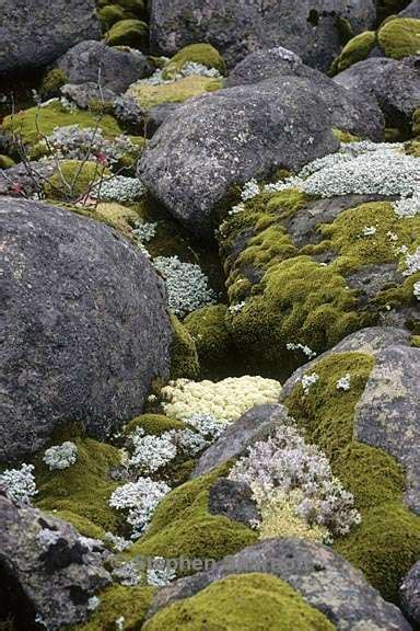 Lichens And Moss On Rocks Photo Stephen Sharnoff All Nature Nature