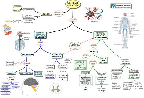 Mappa Concettuale Sul Sistema Nervoso Ricliwwier Images And Photos Finder