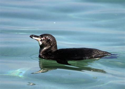 Galapagos Penguins Adaptations: Warm Water Penguins? | Latin Roots Travel