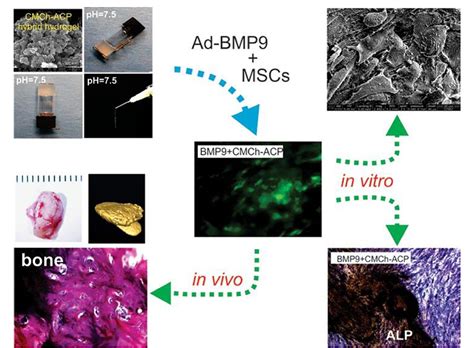 Figure 3 From Recent Advances Of Chitosan Based Injectable Hydrogels