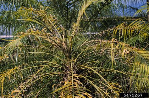 Manganese Deficiency On Pygmy Date Palm Phoenix Roebelenii 5475267