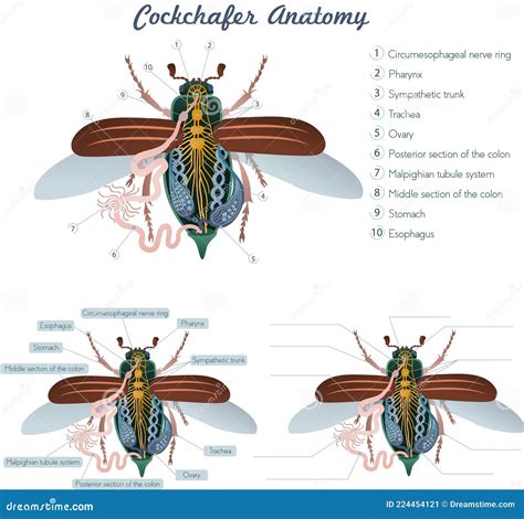 Vector Illustration of the Simplified Internal Anatomy of the Insect ...