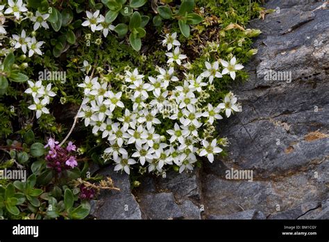 Minuartia Rupestris Hi Res Stock Photography And Images Alamy