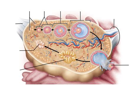 ovarian follicle Diagram | Quizlet