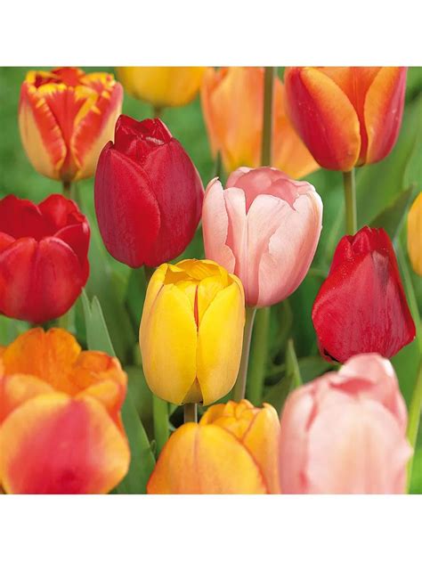 Van Zyverden Tulips Darwin Hybrid Mixture Mammoth Gardeners