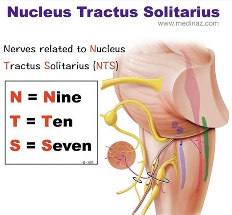 Nucleus Tractus Solitarius | Medical anatomy, Medical mnemonics ...