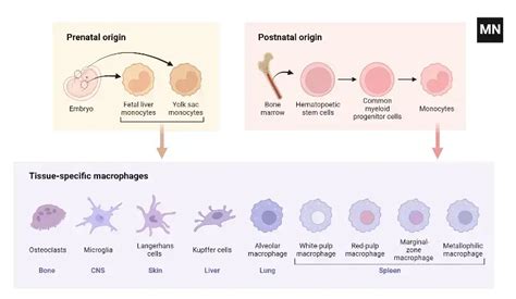 Macrophage Definition Structure Mechanism Functions Biology