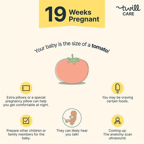 19 Weeks Pregnant | Pregnancy Week-by-Week - Twill Care