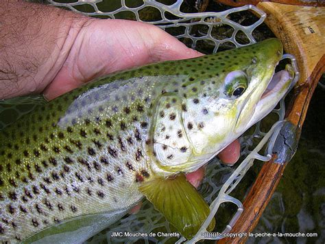 Une pêche de rêve sur la Grande Nive PECHE A LA MOUCHE