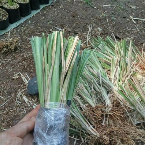 Jual Paket Batang Media Rumput Vetiver Akar Wangi Pencegah Erosi