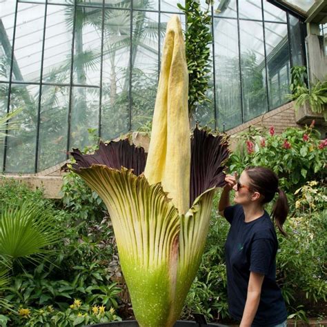 Semillas De Aro Gigante O Bunga Bangkai Amorphophallus Titanum