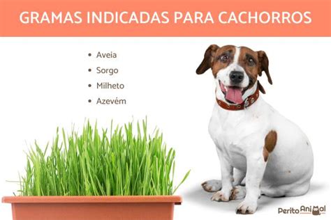 Faz mal cachorro comer grama Melhores Opções