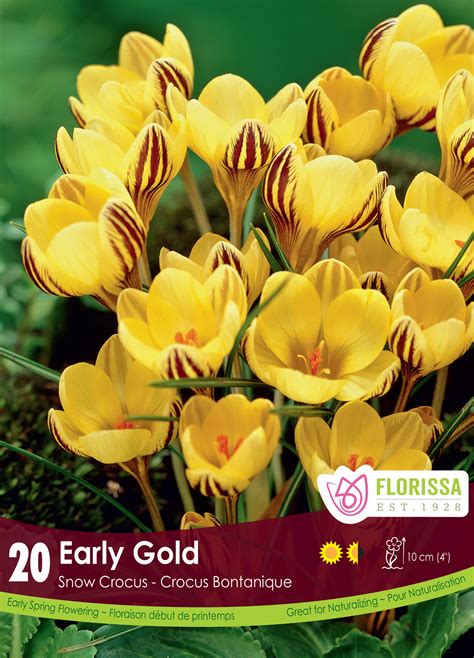 All About Crocus How To Plant Grow And Care For Crocus Florissa