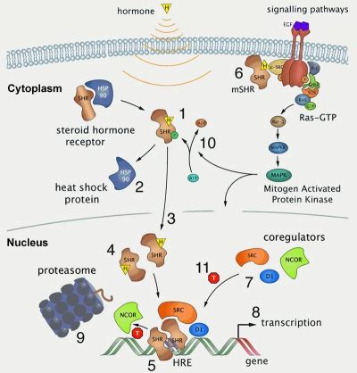 Bgd Lecture Endocrine Development Embryology