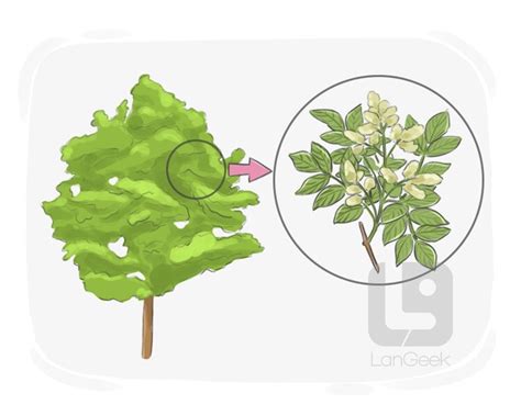 Definition & Meaning of "Ash" | LanGeek