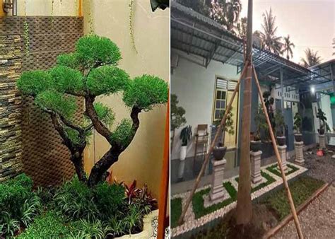 inspirasi pohon taman depan rumah  cantik  sejuk cocok