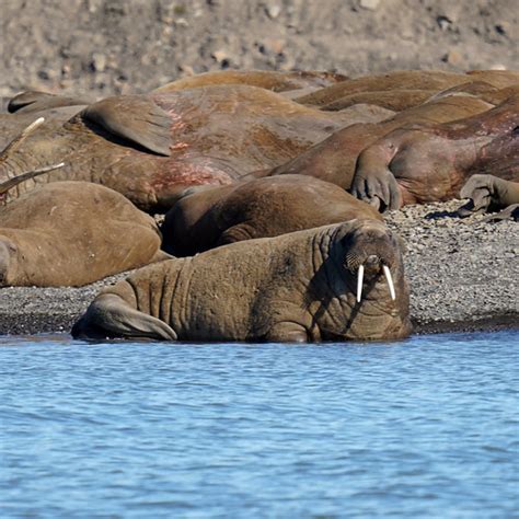 Walrus Colony Hanming Huang Flickr