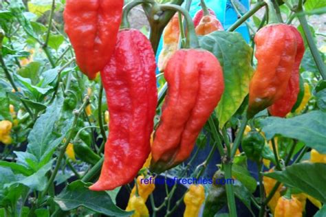 Bhut Jolokia Pepper Seeds | Super Hot Chiles