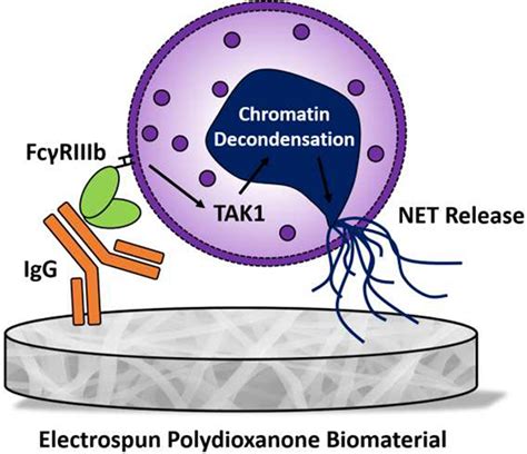 Human Neutrophil Fc Riiib Regulates Neutrophil Extracellular Trap