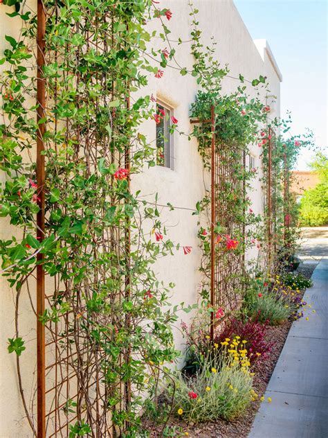 Block Vine Covered Walls