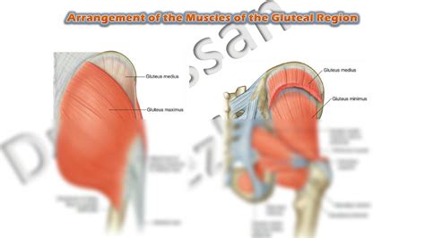 Solution Muscles Of Gluteal Region Studypool