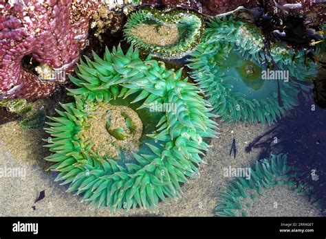 Sea Anemone In Rock Pool Hi Res Stock Photography And Images Alamy