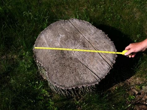 Stump Measurements