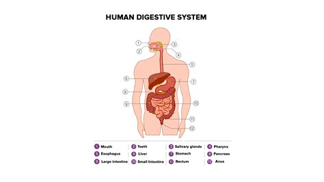 Name The Main Organs Of The Human Digestive System In The Order They Participate In The Process