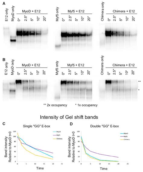 Distinct Activities Of Myf5 And MyoD Indicate Separate Roles In