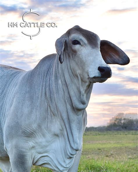 Registered Brahman Females For Sale – HM Cattle Company