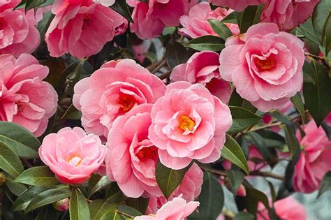 How to Plant and Grow Camellia Flowers | Gardener’s Path