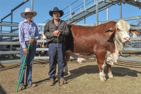 Highlights Of The Braford National Sale Australian Braford Society