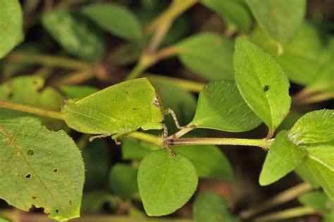 Conservation India » Insect Camouflage