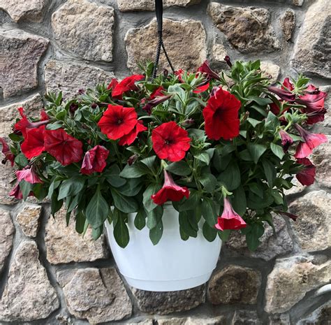 Wave Petunia Red Hanging Basket - Outdoor Showplace