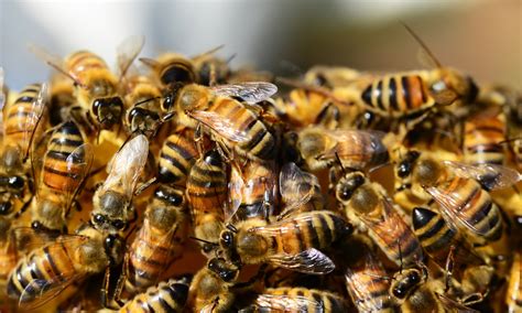 Siete Personas Sufren Ataque De Abejas Africanas En Olancho HCH TV