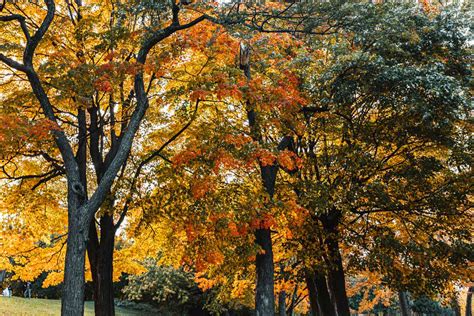 How To Grow And Care For Red Maple Trees