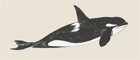 Drawing A Killer Whale