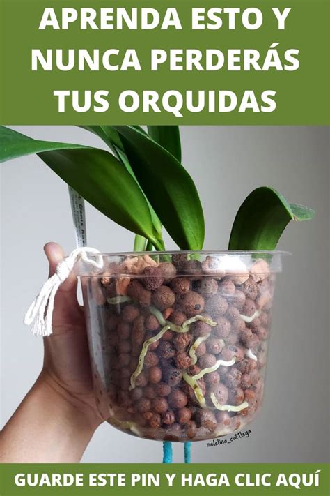 Quieres Aprender A Cultivar Orqu Deas Haga Clic En La Imagen