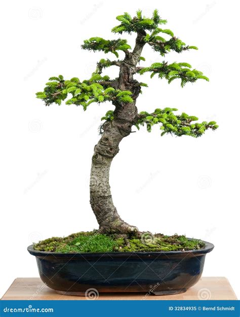 Abete Rosso Orientalis Del Picea Come Albero Dei Bonsai In Un Vaso