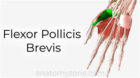 Flexor Pollicis Brevis Origin And Insertion