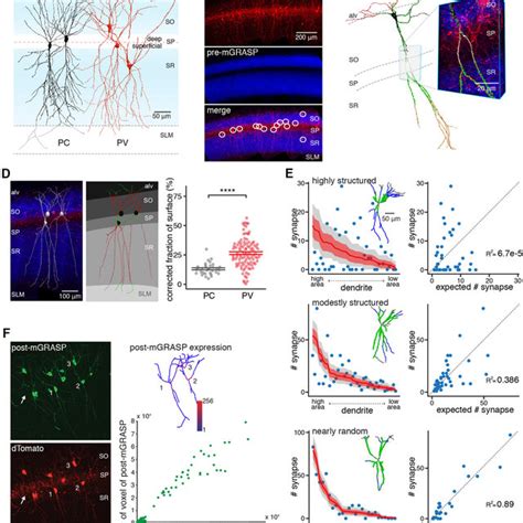 Structured Synaptic Connectivity Patterns And Expression Of Post Mgrasp