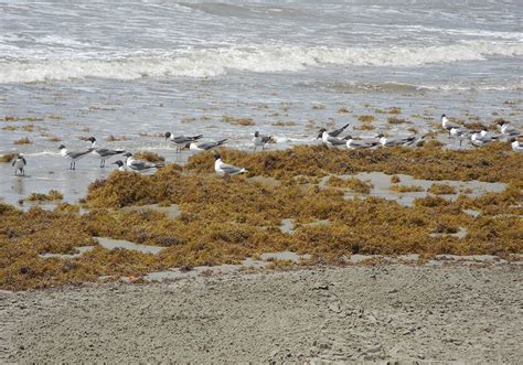 Galveston Is The Seaweed Blob Headed To Galveston Galveston Tx