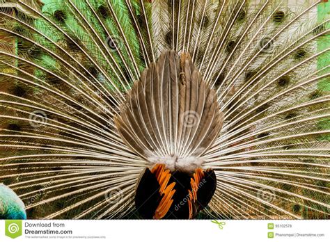 Peacock Portrait Of Male Peacock Displaying His Tail Feathers Stock