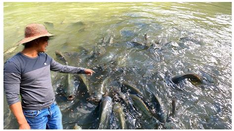 May Malungkot Na Balita Bilis Lang Lumaki Ng Ating Giant Tilapia Diy